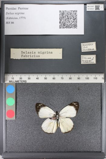 Media type: image;   Entomology 128324